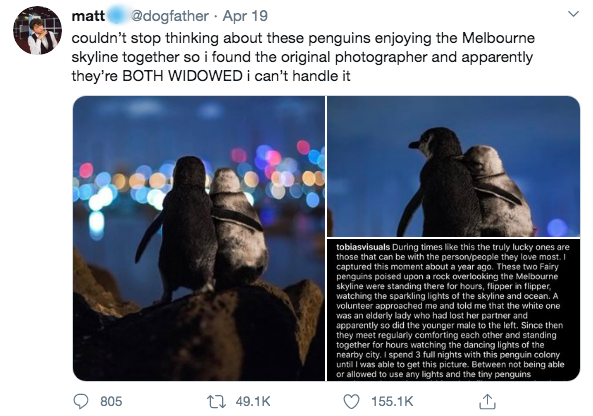 Tình bể bình: Hai chú chim cánh cụt cô đơn tựa đầu ngắm sao đêm