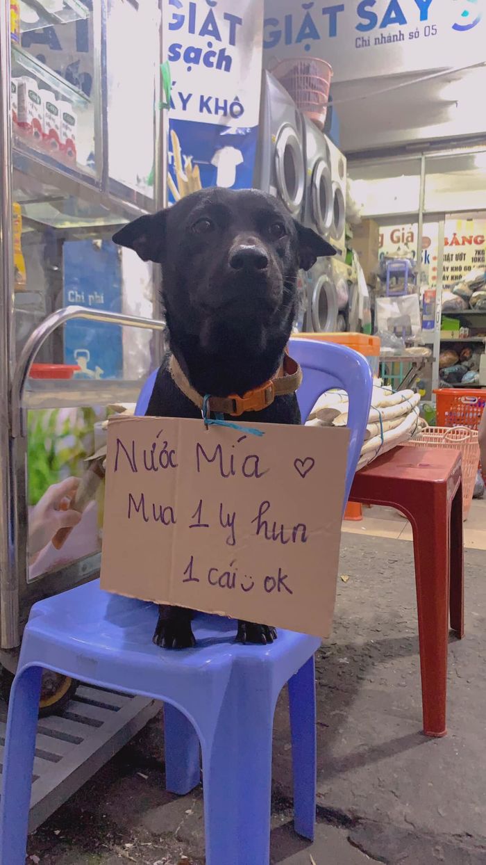 Những Chú Chó 'Đáng Đồng Tiền Bát Gạo': Cho 'Hun' Để Câu Khách