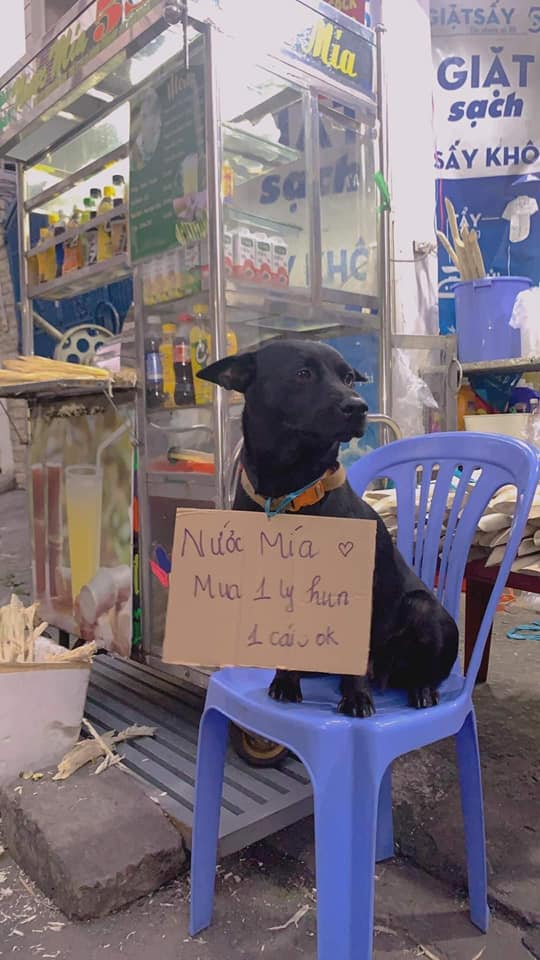 Những chú chó đáng đồng tiền bát gạo: Cho hun để câu khách 