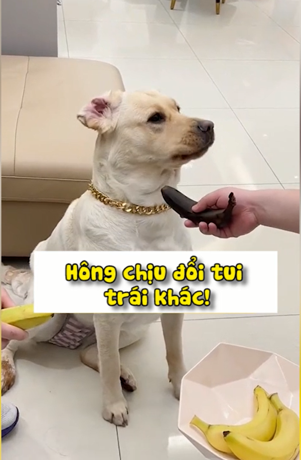 Chú chó giận dỗi, tỏ thái độ ra mặt khi chủ đưa cho quả chuối hư