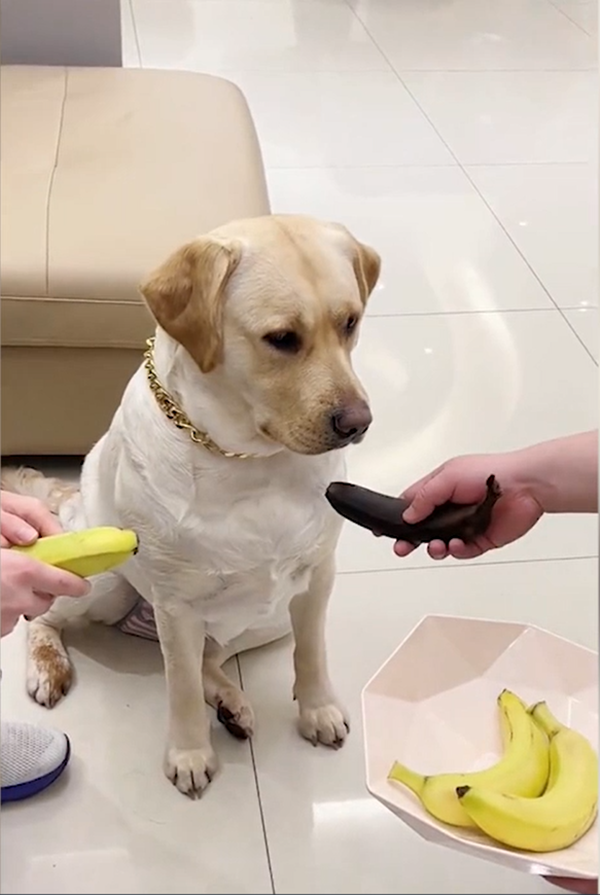 Chú chó giận dỗi, tỏ thái độ ra mặt khi chủ đưa cho quả chuối hư