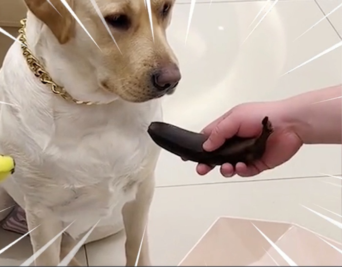 Chú chó giận dỗi, tỏ thái độ ra mặt khi chủ đưa cho quả chuối hư