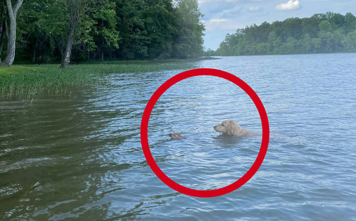 Cảm động chú chó liều mình nhảy xuống sông cứu nai con đang đuối nước