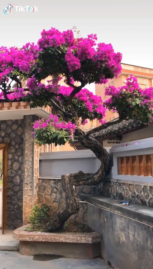 Cây hoa giấy 7 tỷ nở rực góc nhà, giá bằng cả căn biệt thự