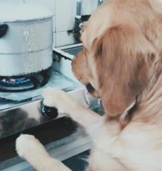 Chó cưng cứu chủ một bàn thua trông thấy: tắt bếp gas tránh hỏa hoạn