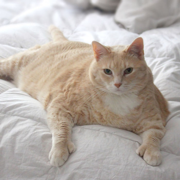 Chú mèo bị “ngải heo” nhập: 3 tuổi đã nặng 15kg gây sốt mạng xã hội