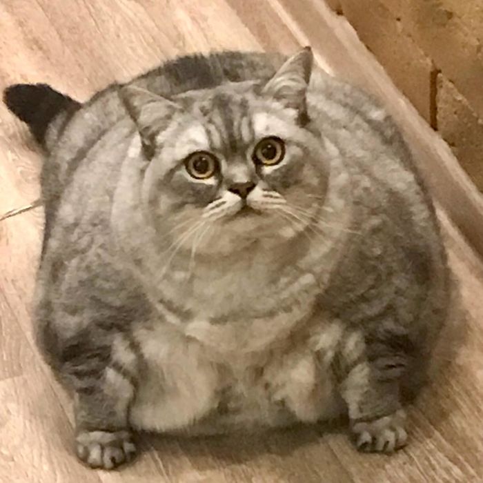 Cô mèo béo nhất thế giới có bộ lông mềm mịn, ăn toàn thực phẩm kiêng
