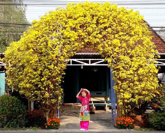 Cổng rào “không đụng hàng” làm bằng 2 cây mai 30 năm tuổi