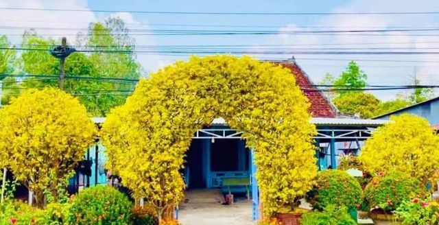 Cổng rào “không đụng hàng” làm bằng 2 cây mai 30 năm tuổi