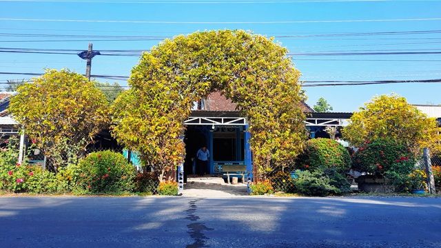 Cổng rào “không đụng hàng” làm bằng 2 cây mai 30 năm tuổi