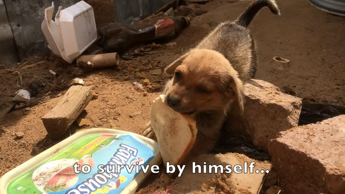 Cún con nằm đói trên vệ đường rơi nước mắt khi được cho mẩu bánh mì
