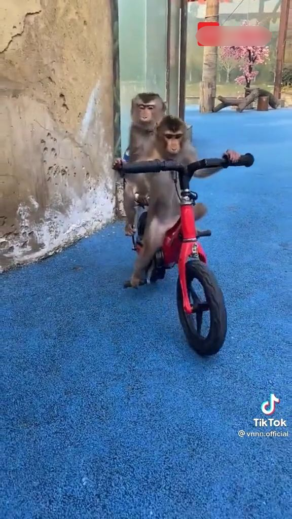Những chú khỉ xinh đẹp đang tập thể dục trên những chiếc xe đạp đầy màu sắc, cảnh tượng làm cho bạn không thể rời mắt. Hãy cùng chiêm ngưỡng hình ảnh đáng yêu này ngay bây giờ!