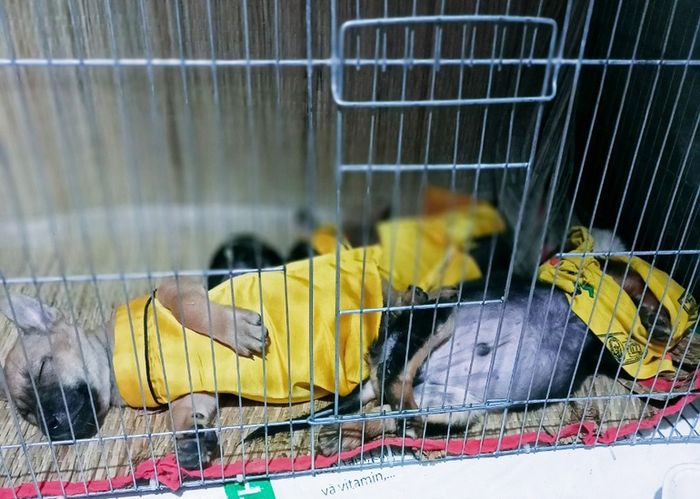 Vợ chồng người đàn ông từng bị tiêu hủy chó: Đã dùng hết 120 triệu