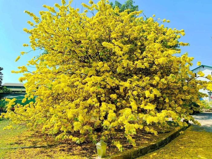 Độc đáo cây mai giá trăm tỷ, gốc to bằng một vòng tay người lớn