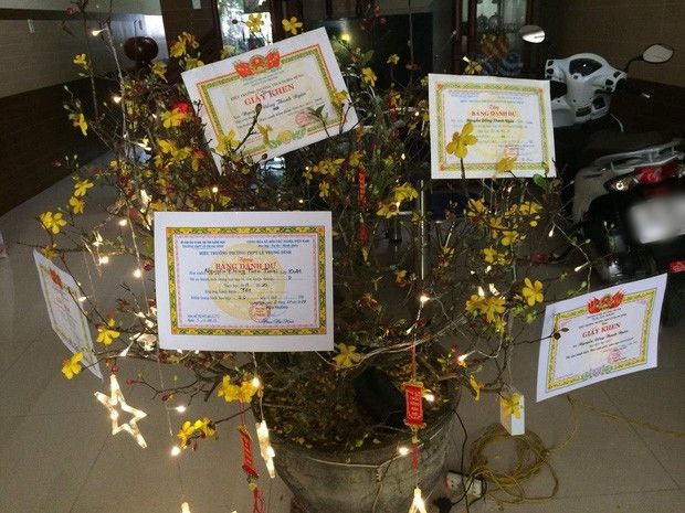 Những màn trang trí đào, mai độc đáo, hết giấy khen đến sổ đỏ đầy cành