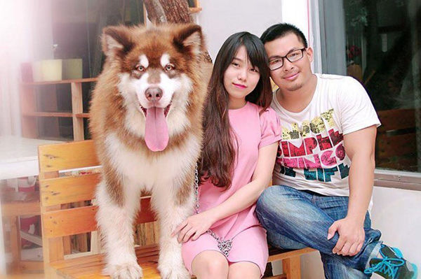 Thấy chủ bị vợ đi đường quyền chú chó Alaska lập tức lao đến bênh