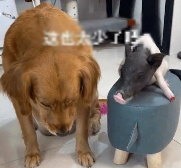 Vợ chồng đưa thú cưng đi chơi gặp trời mưa, nóc nhà lau khô cho boss