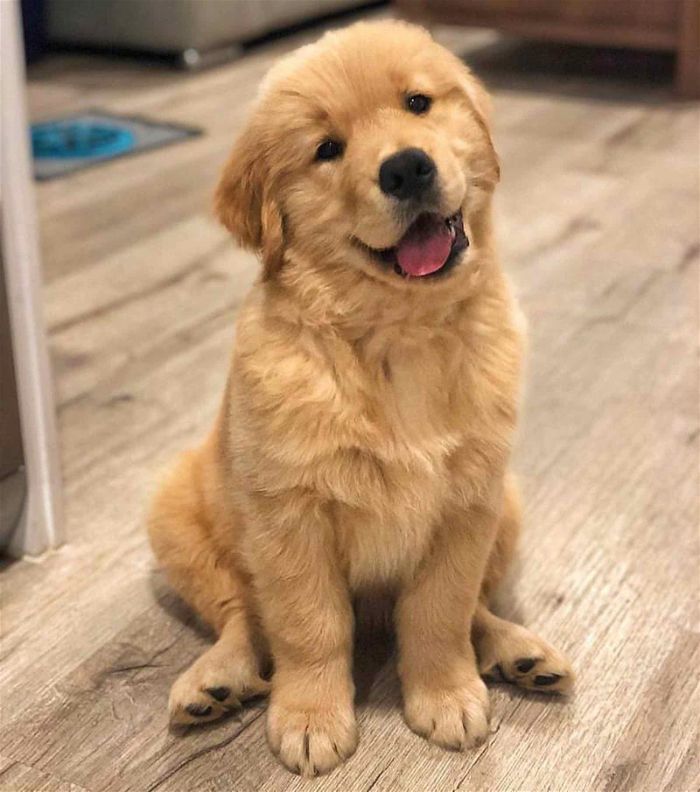 Vợ chồng đưa thú cưng đi chơi gặp trời mưa, nóc nhà lau khô cho boss