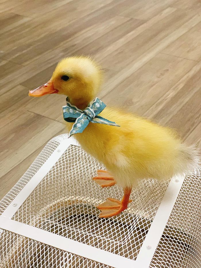 Người mẹ trẻ nuôi vịt làm pet: Tự tay tổ chức đầy tháng cho vịt cưng