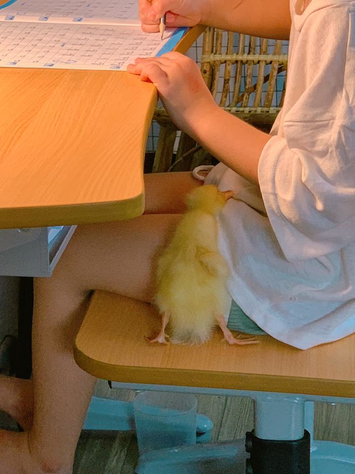 Người mẹ trẻ nuôi vịt làm pet: Tự tay tổ chức đầy tháng cho vịt cưng