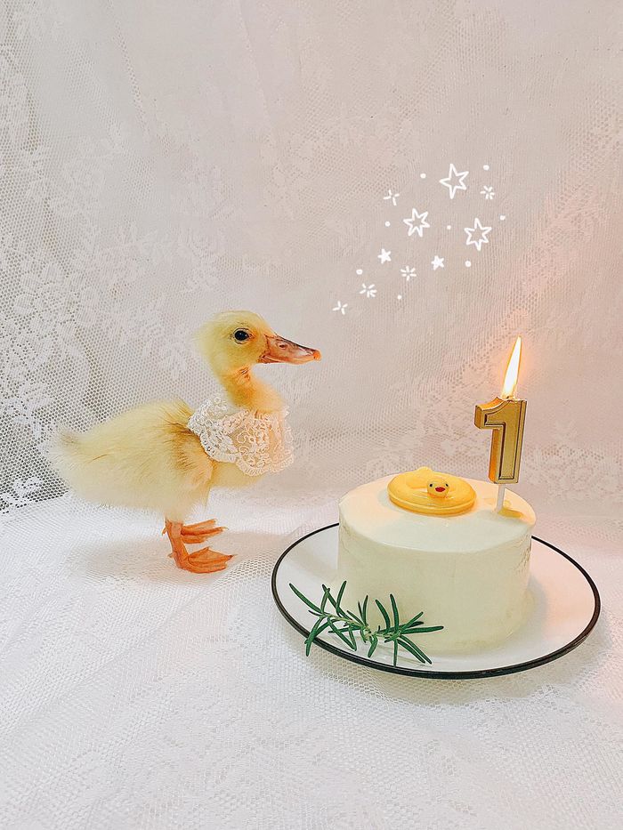 Người mẹ trẻ nuôi vịt làm pet: Tự tay tổ chức đầy tháng cho vịt cưng