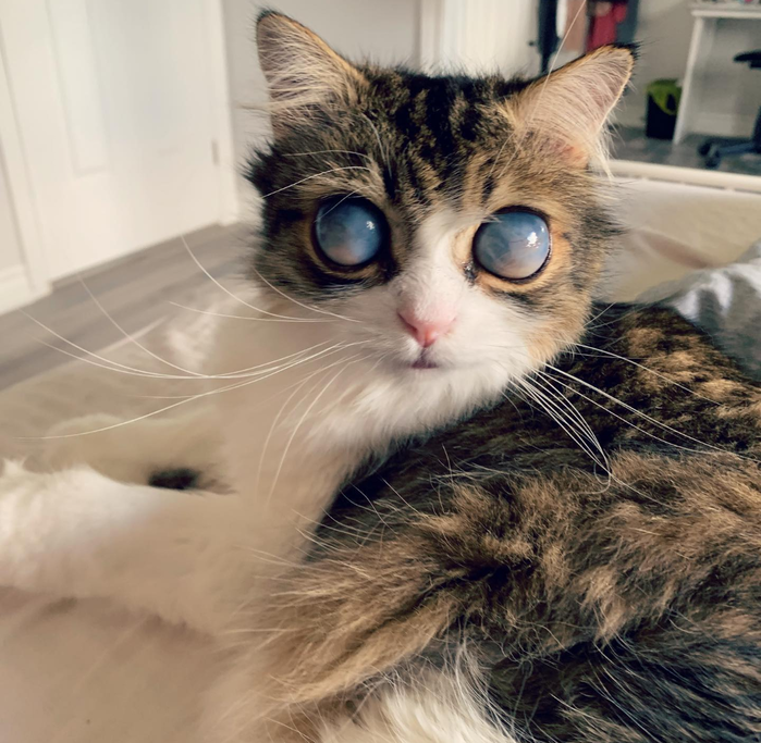 Chú mèo sở hữu đôi mắt mặt trăng, ánh nhìn như chứa cả dải ngân hà
