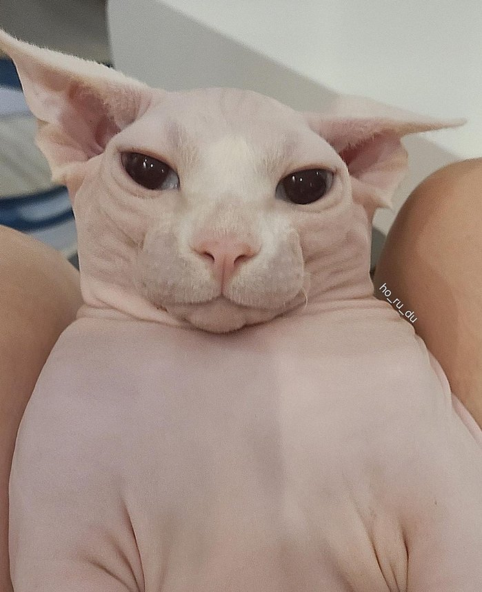 Chú mèo không lông gây bão vì thân hình mũm mĩm không khác gì bé ỉn