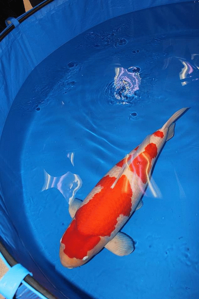 Chuyện lạ: Chú cá Koi đắt nhất thế giới đạt mức giá 43 tỷ đồng