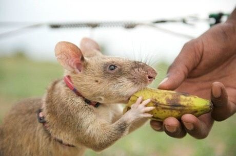 Ngược đời chuột làm bảo mẫu chăm sóc mèo con: Sống chung từ nhỏ