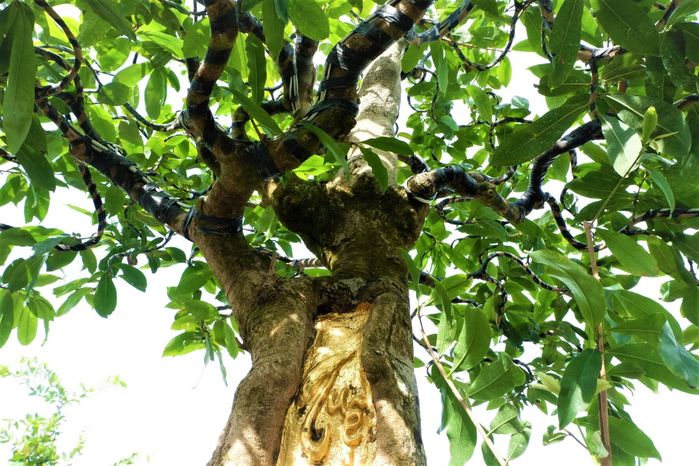Cây mai 100 tuổi dát vàng ròng, trả 9 tỷ đồng chủ cũng không bán