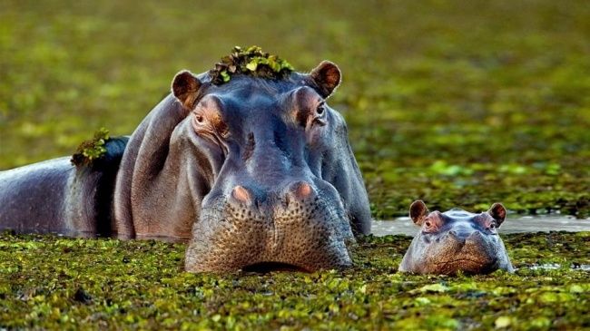 Tan chảy khoảnh khắc đùm bọc nhau của động vật: Tình mẫu tử là như thế