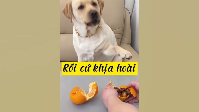 Bị chủ lừa quá nhiều lần, chú cún cưng phát tín hiệu ét ô ét