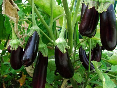 15 loại rau quả được kiểm chứng ít thuốc bảo vệ thực vật