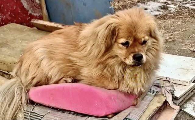 Cảm động chú chó 5 năm chờ chủ: Ánh mắt chỉ hướng về một nơi dù đã già
