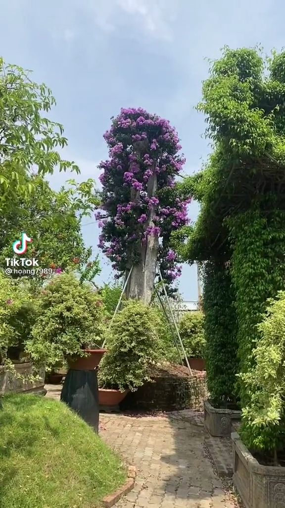 Cây bằng lăng tím có giá 60 tỷ đồng, đẹp nức lòng người mê kiểng
