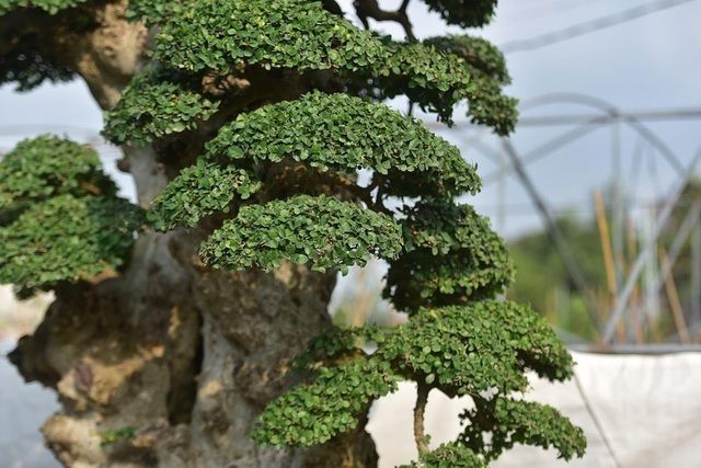 Cây bằng lăng tím có giá 60 tỷ đồng, đẹp nức lòng người mê kiểng