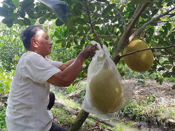 Vườn mít ruột đỏ đặc biệt nhất Việt Nam: trả 10 tỷ nhưng không bán