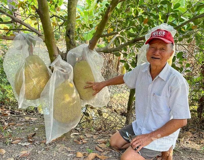 Vườn mít ruột đỏ đặc biệt nhất Việt Nam: trả 10 tỷ nhưng không bán