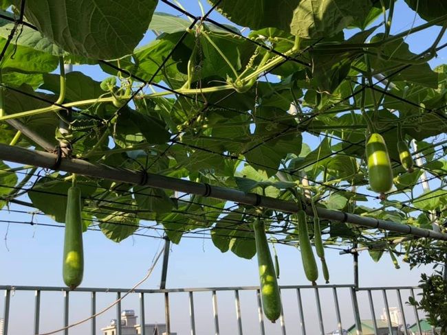 Chi 70 triệu, người bố biến sân thượng thành khu vườn trên mây