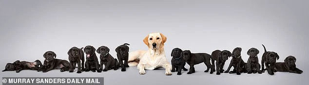 Chó mẹ lông vàng đẻ 13 con toàn màu đen: Cả boss lẫn sen đều ngơ ngác