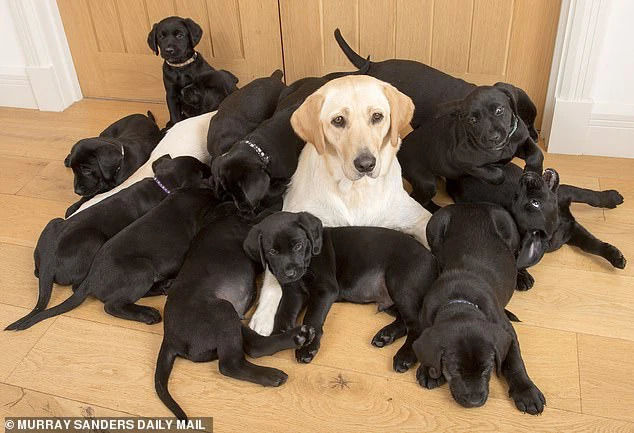 Chó mẹ lông vàng đẻ 13 con toàn màu đen: Cả boss lẫn sen đều ngơ ngác