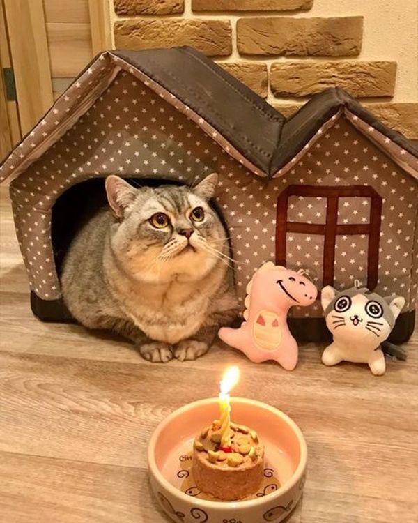 Những chú mèo dính ngải heo: Béo ú đáng yêu hết nấc