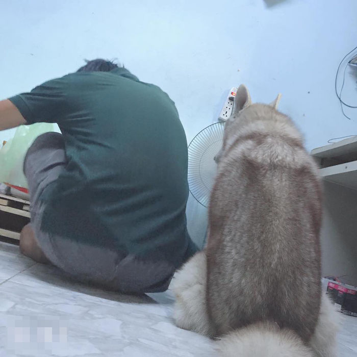 Chồng cả ngày cưng nựng Husky, vợ dỗi: Không biết ai mới là vợ