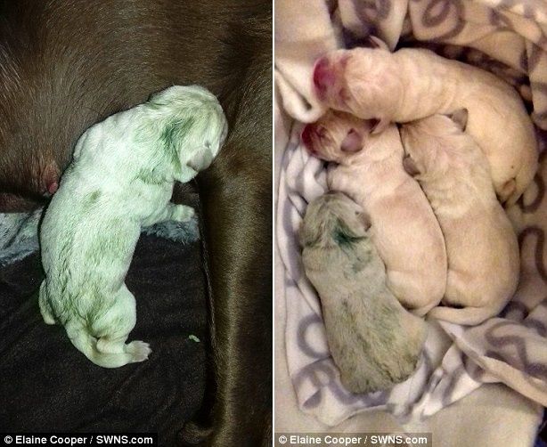 Chó con chào đời với màu lông xanh hiếm thấy: Nhìn mà thèm 1 ly matcha