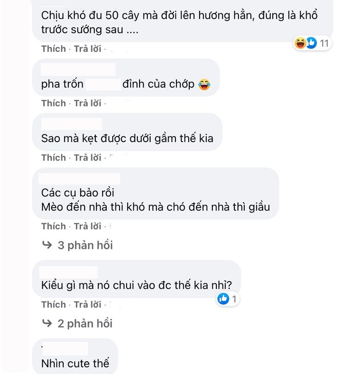 Góc nghị lực: Kẹt dưới gầm ô tô 50km, chú chó vẫn tiếp đất an toàn