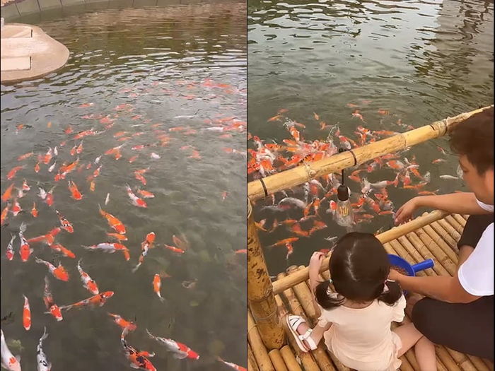 Hồ cá Koi bạc tỷ trong biệt thự đi mỏi chân của sao Việt