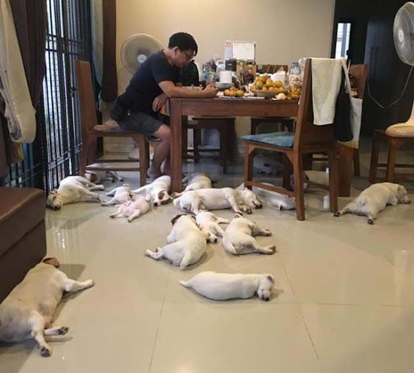 Người đàn ông chọn sống bình yên bên 20 cún cưng sau ly hôn