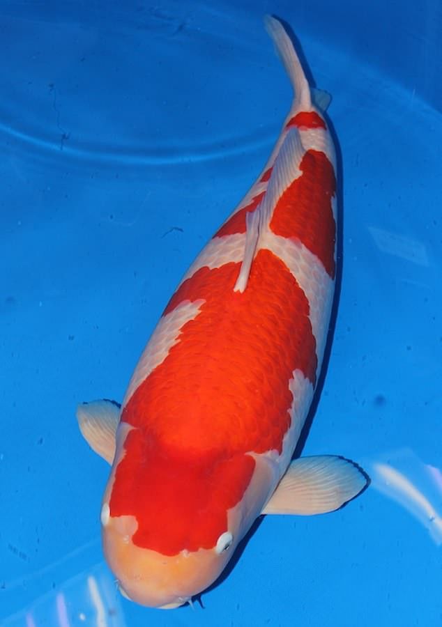 Chuyện lạ: Chú cá Koi đắt nhất thế giới đạt mức giá 43 tỷ đồng