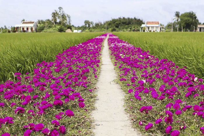 Lác mắt trước hàng cây kiểng tạo dáng lục bình công phu ở Tiền Giang