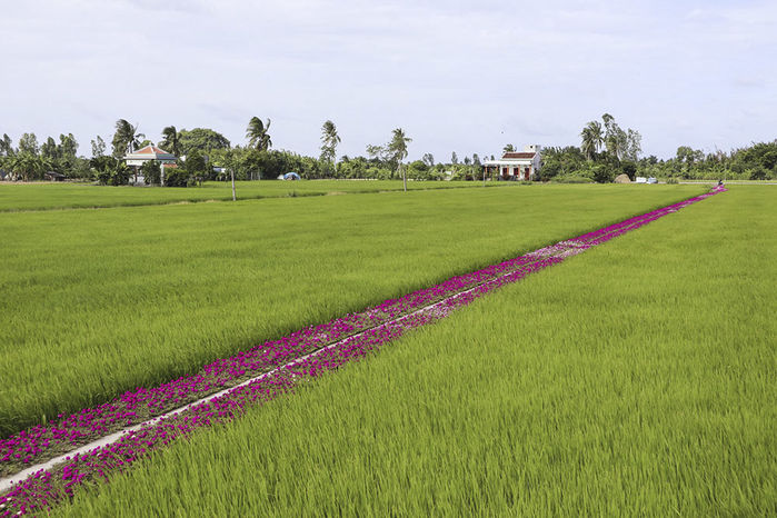 Lác mắt trước hàng cây kiểng tạo dáng lục bình công phu ở Tiền Giang